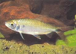 Brycinus affinis (Brycinus plume rouge)