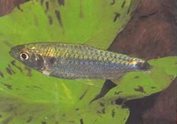 Brycinus brevis (Petit brycinus)