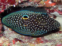 Calloplesiops altivelis (Poisson comète)