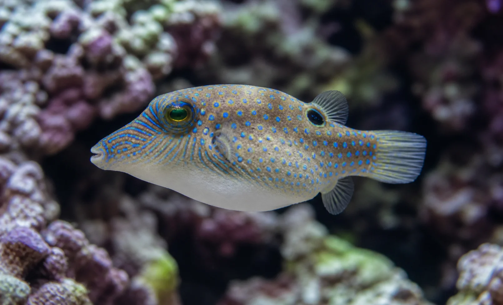 Canthigaster solandri