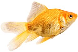 Carassius auratus comete