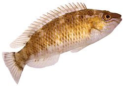 Centrolabrus exoletus (Petite vieille)