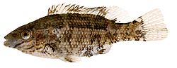 Centrolabus melops (Crénilabre commun)