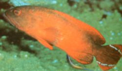 Cephalopholis urodelus (Mérou)