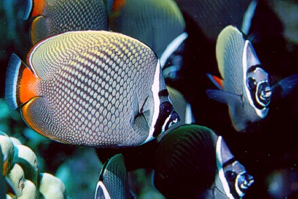 Chaetodon collare (Chaetodon collare)