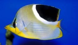 Chaetodon ephippium (Poisson-papillon à tache noire)