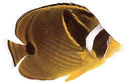 Chaetodon lunula