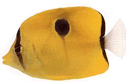 Chaetodon unimaculatus