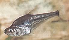 Charax gibbosus (Tétra de verre à bosse, charax gibbeux)