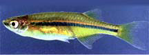 Chela dadiburjori (Dadio)