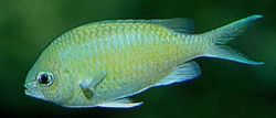 Chromis caerulea (Chromis vert)