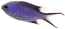 Chromis cyanea Demoiselle bleue