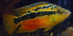 Cichlasoma salvini (Salvini)