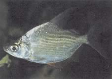 Citharinus citharus (Citharine à dos élevé)