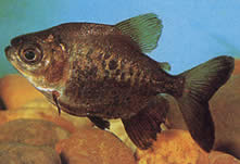 Colossoma macropomum (Pacou noir, pacou géant, Gamitana)