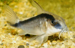 Corydoras arcuatus
