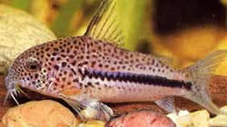 Corydoras bondi