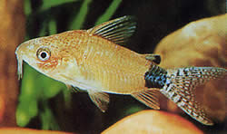 Corydoras guapore (Corydoras du Rio Guaporé)
