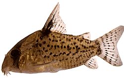 Corydoras leucomelas