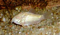 Corydoras paleatus albinos