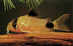 Corydoras panda