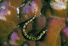 Corythoichthys flavofasciastus (Poisson aiguille à bandes jaunes)