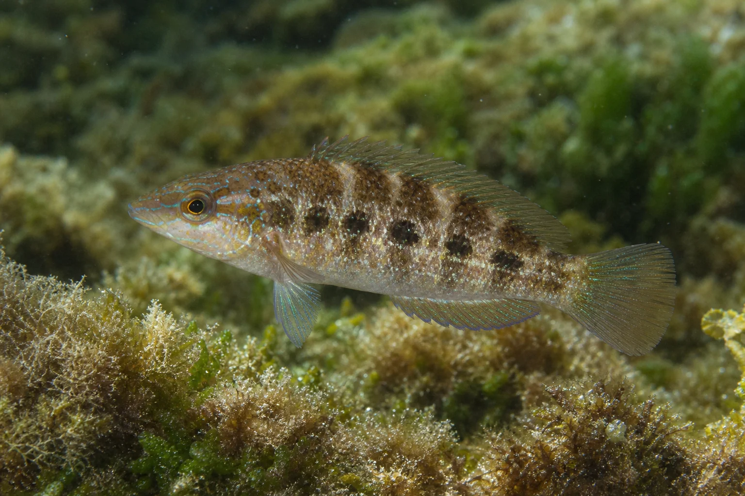 Crenilabrus quinquemaculatus