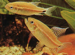 Crenuchus spilurus (Crenuchus à tache caudale, tétra-voilier)