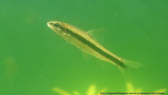 Crossocheilus siamensis (Mangeur d'algues siamois)