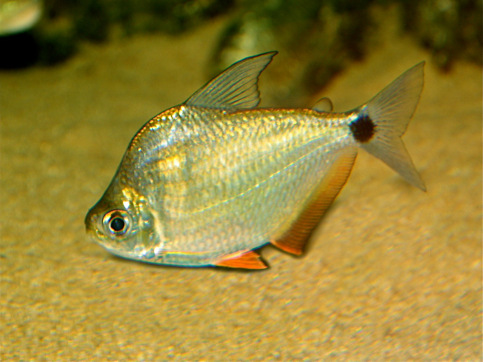 Ctenobrycon spilurus hauxwellianus (Characin à dos haut)