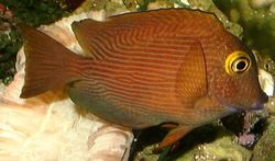 Ctenochaetus strigosus