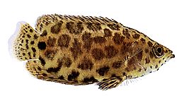 Ctenopoma acutirostre (Cténopoma léopard)