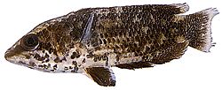 Ctenopoma oxyrhynchus (Cténopoma à oeil de paon)