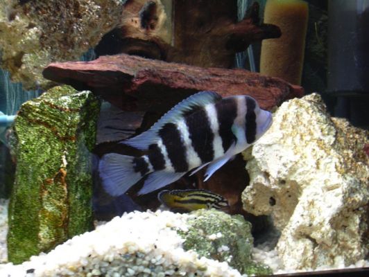 Cyphotilapia frontosa blue zaire moba (Frontosa blue zaire moba)