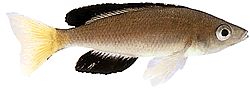 Cyprichromis leptosoma