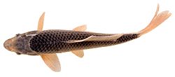 Cyprinus carpio (Carpe koï)