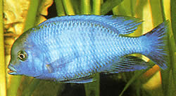 Cyrtocara moorii (Haplo bleu)