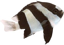 Dascyllus aruanus (Demoiselle à queue blanche)