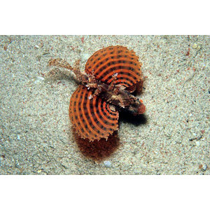 Dendrochirus brachypterus