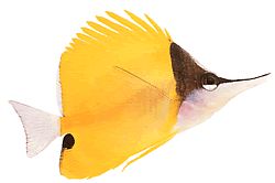 Forcipiger longirostris (Chelmon à long bec)