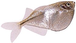 Gasteropelecus sternicla