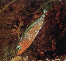 Gasterosteus aculeatus linne (Epinoche)