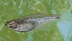 Gephyrocharax valencia (Géphyrocharax du lac Valencia, tétra-pont)