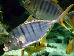 Gnathanodon speciosus (Valet rayé)