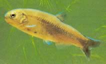 Gymnocharacinus bergi (Characin nu de Patagonie)