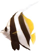 Heniochus acuminatus (Cocher)