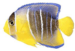 Holacanthus ciliaris (Poisson-ange royal)