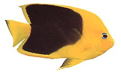 Holacanthus tricolor
