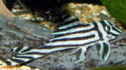 Hypancistrus zebra (Pleco zèbre)