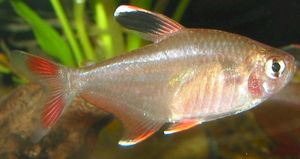 Hyphessobrycon bentosi bentosi (Bentosi)